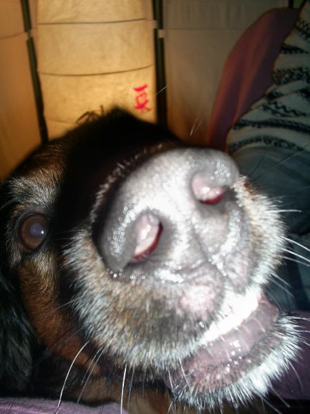 un chien vue de pres